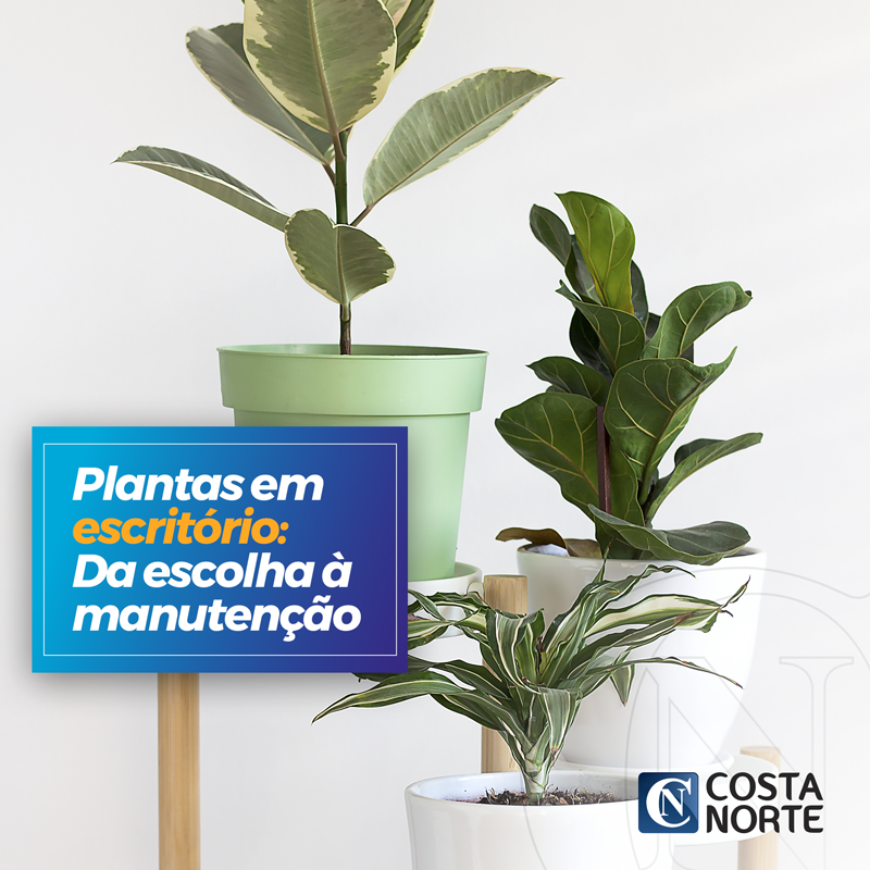 plantas para escritórios com pouca luz