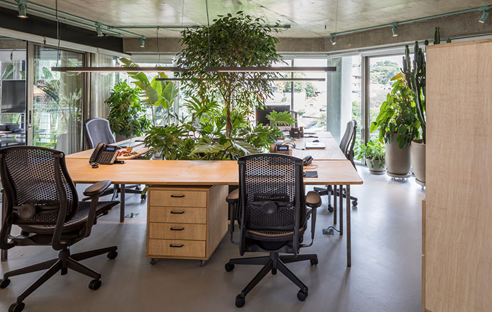 plantas para escritórios com pouca luz