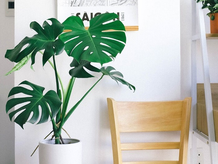 plantas que não precisam de sol para escritório