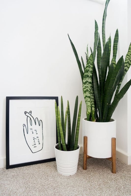 plantas pequenas para escritório