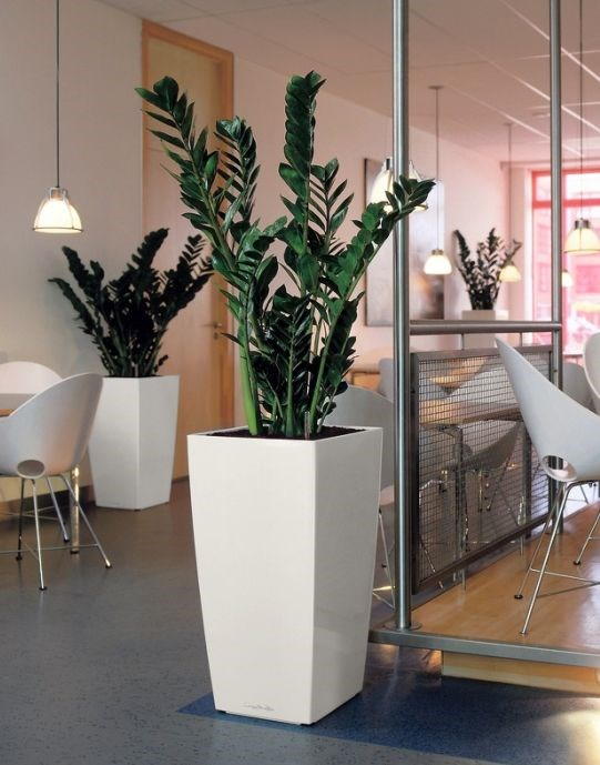 plantas de interior para escritório