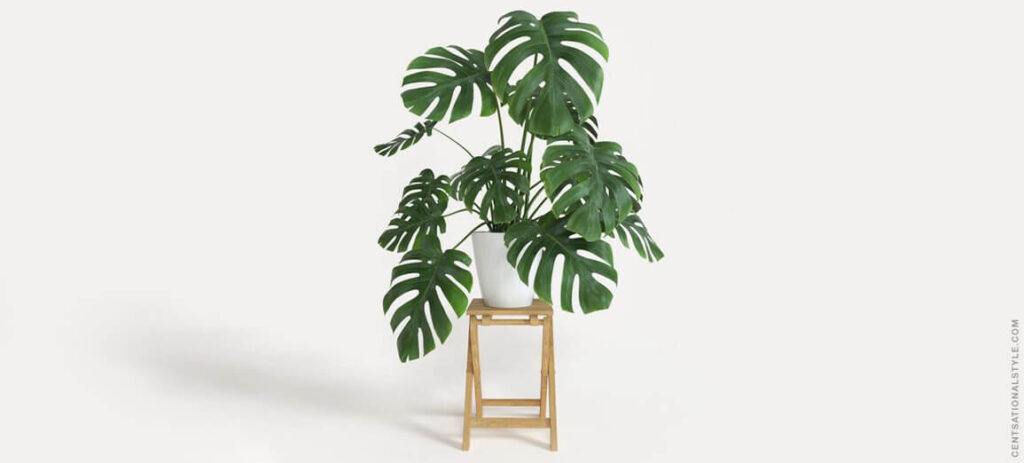 plantas para escritórios