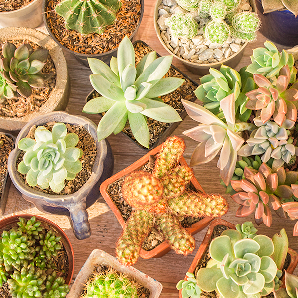 plantas pendentes para interior