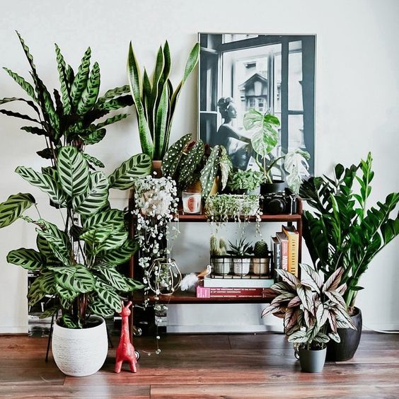 plantas com flores para interior