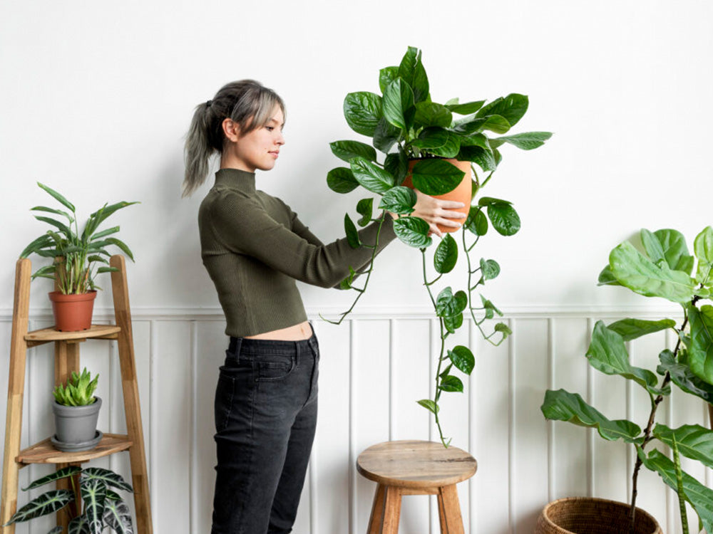 plantas para ambientes com pouca luz