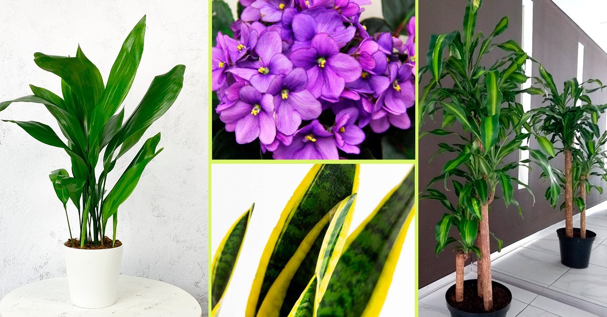 plantas que purificam o ar