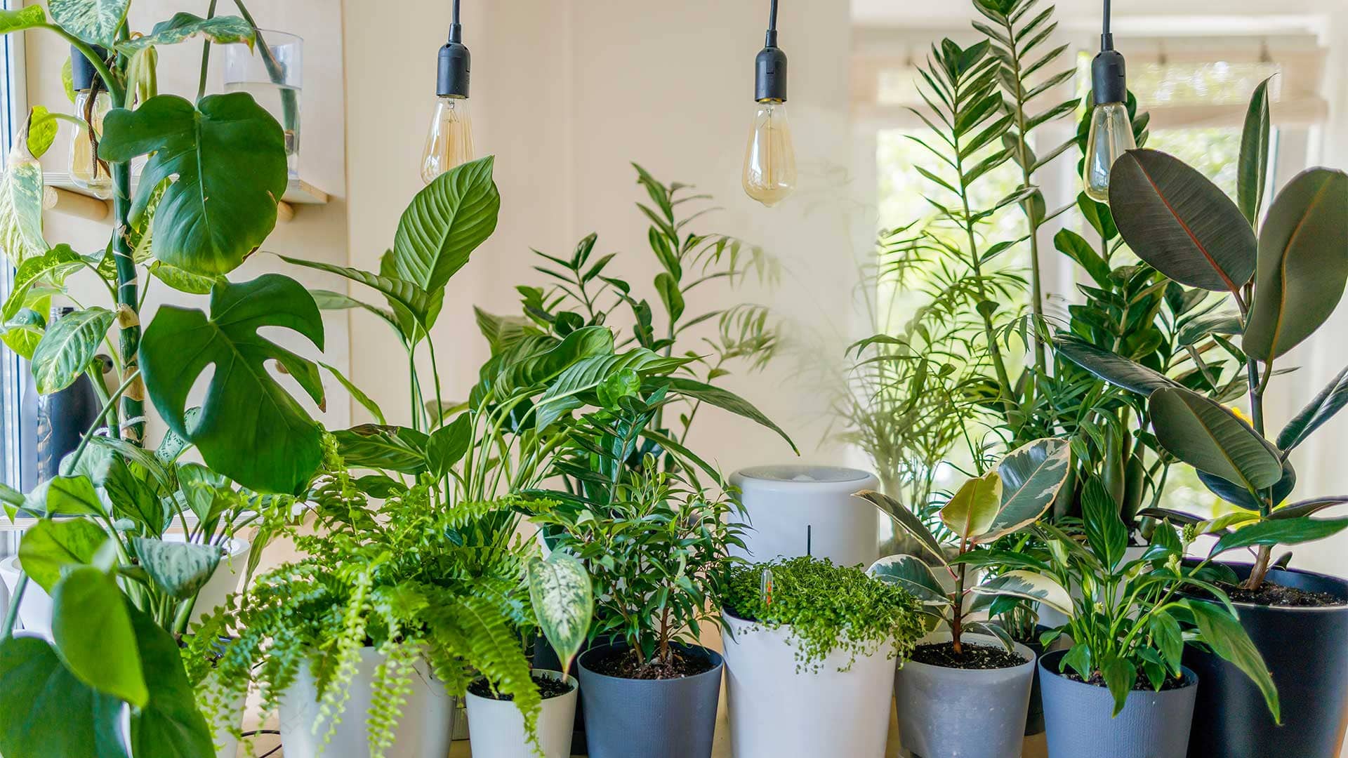 plantas fáceis de cuidar