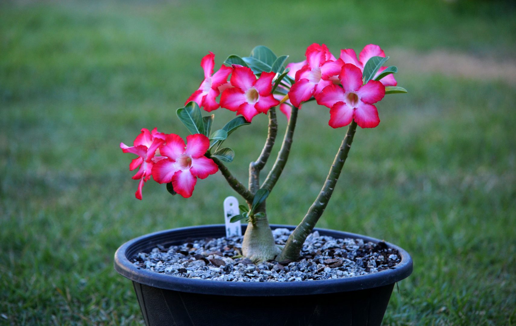 plantas para sol pleno