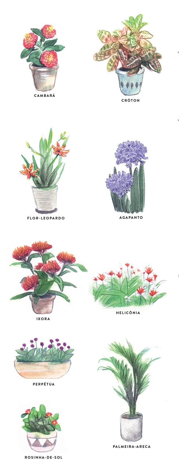 flores resistentes ao calor
