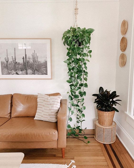 plantas para sala pequena com pouca luz