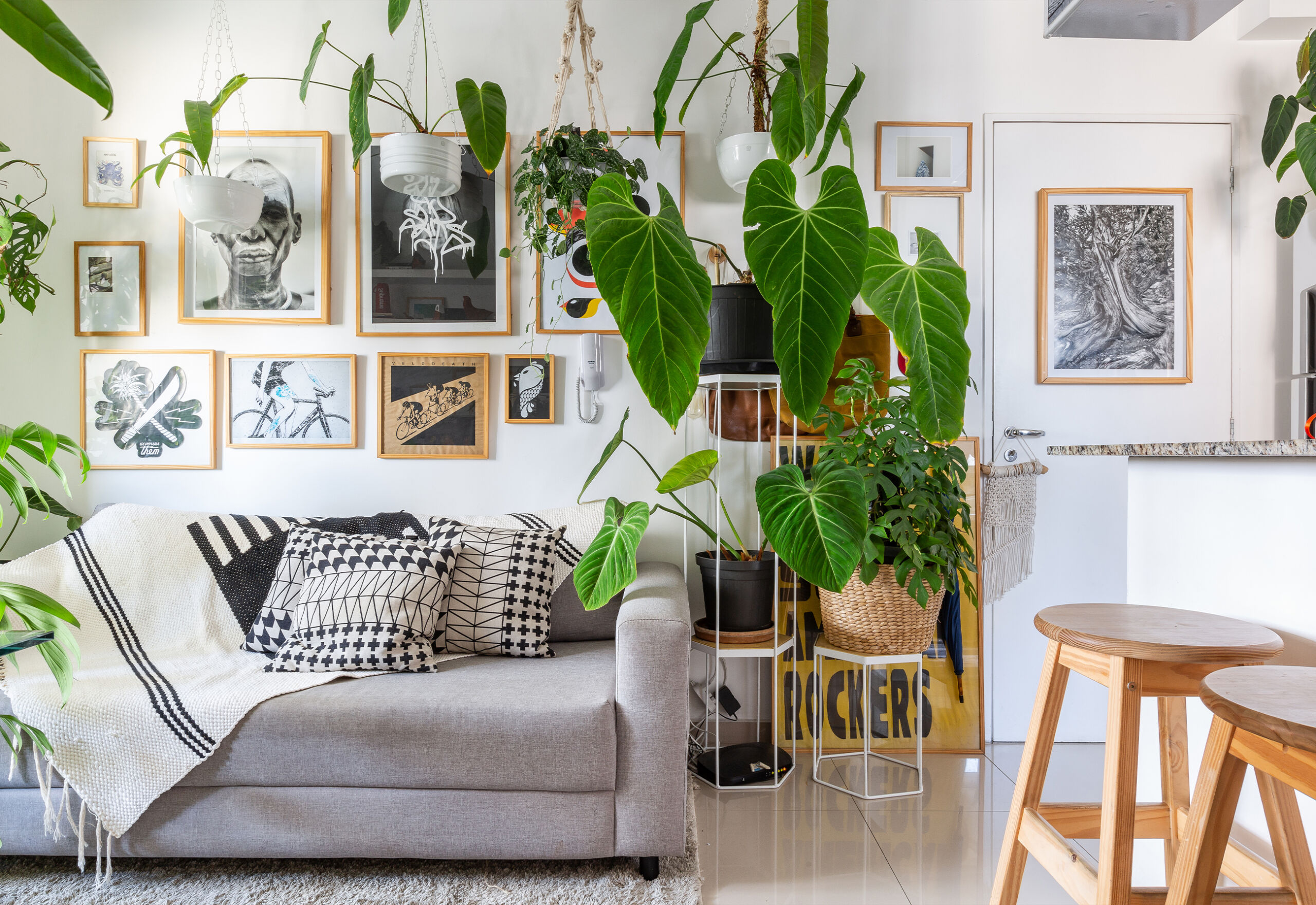 plantas de interior resistentes