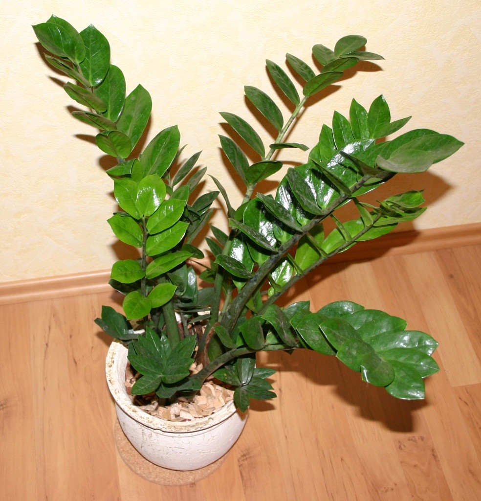 plantas que purificam o ar para sala