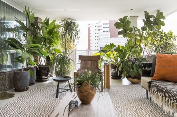 plantas para sala pequena com pouca luz