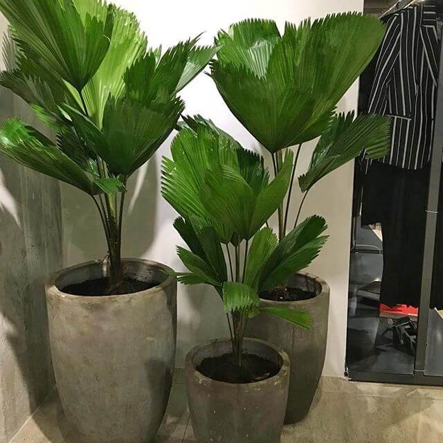 plantas de interior resistentes