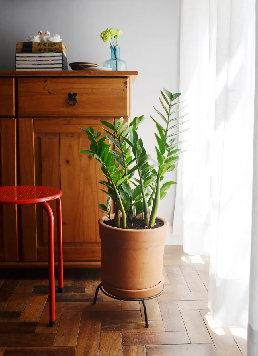 plantas que purificam o ar para sala