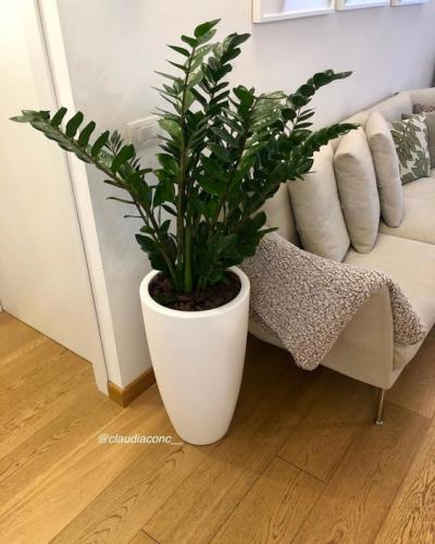 plantas para apartamento com animais de estimação