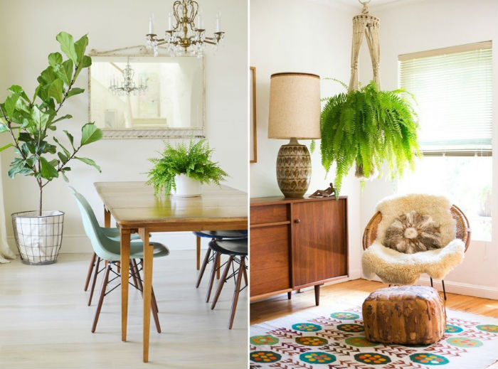 plantas tropicais para sala
