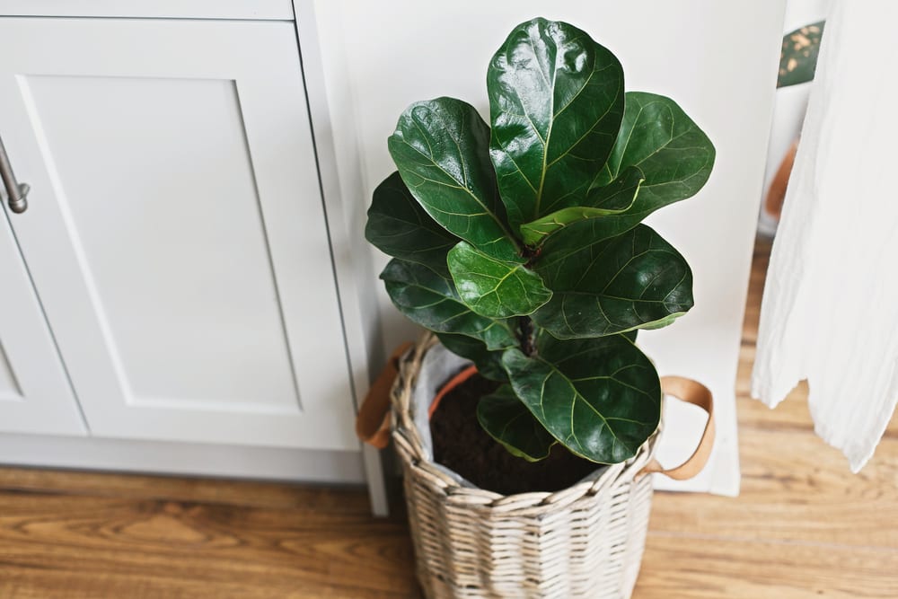 plantas com pouca rega para apartamento