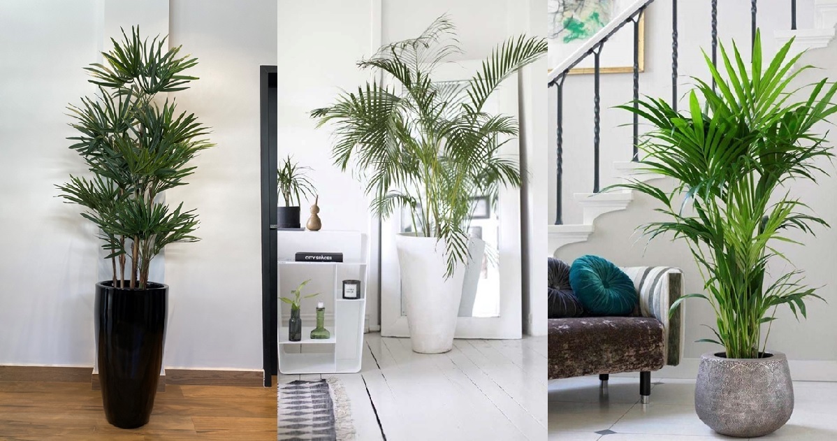 plantas de designer para interiores