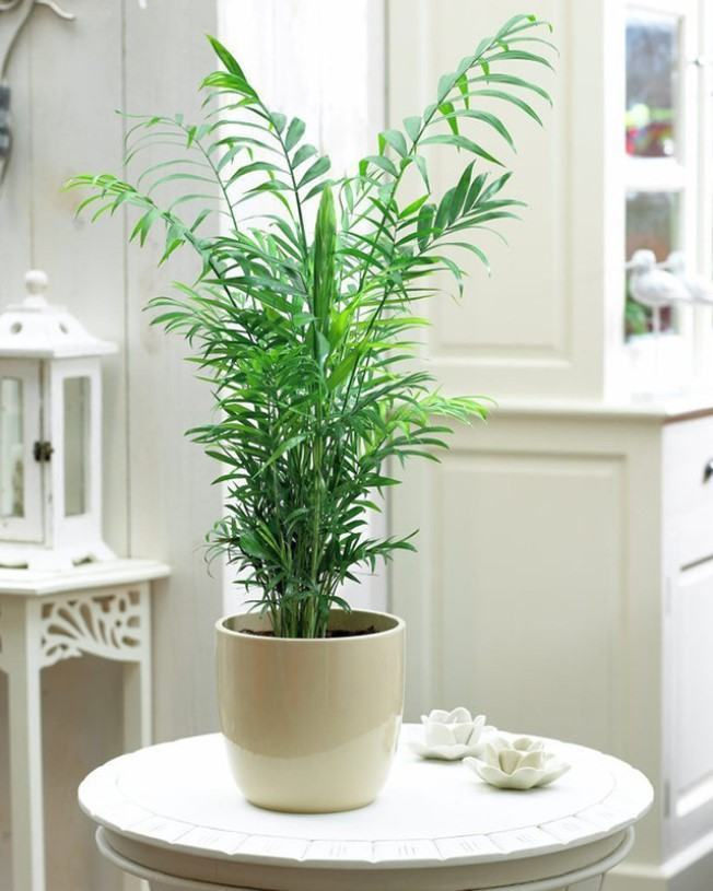 plantas fáceis de cuidar para apartamento