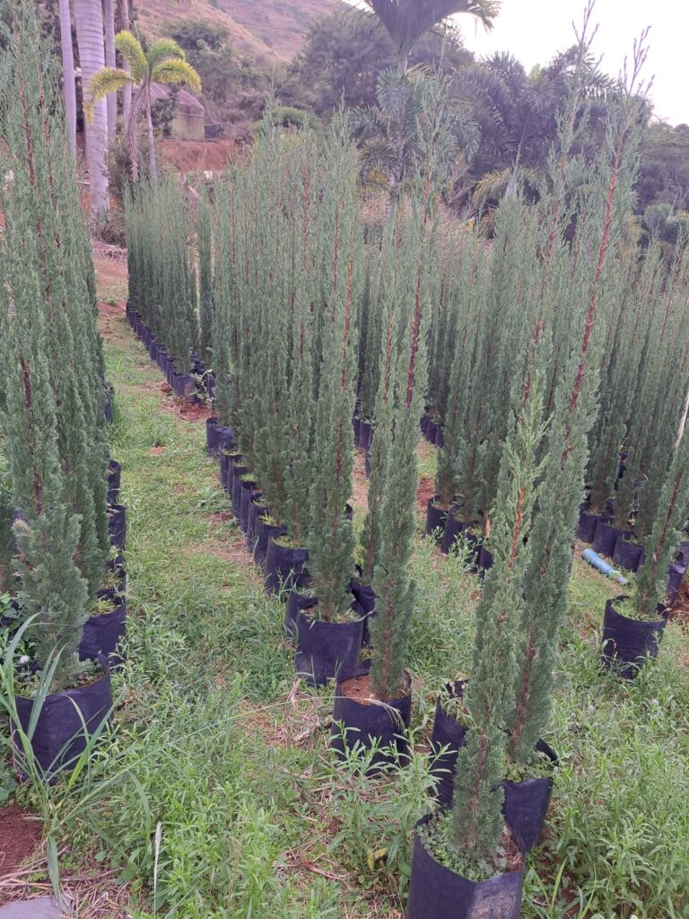 plantas para privacidade varanda