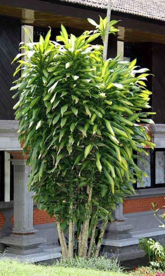 plantas que bloqueiam a visão do vizinho