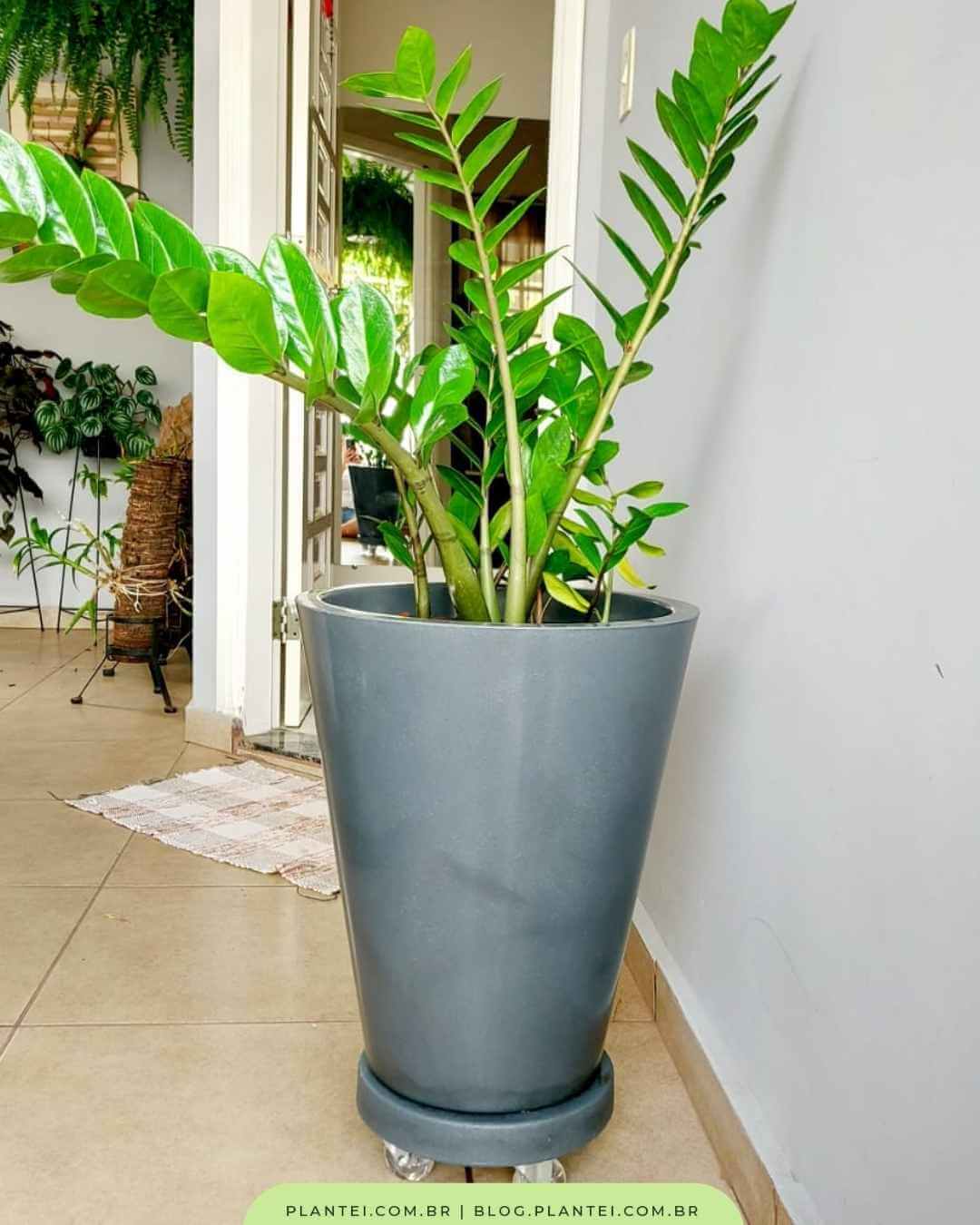 melhores plantas para apartamento pequeno