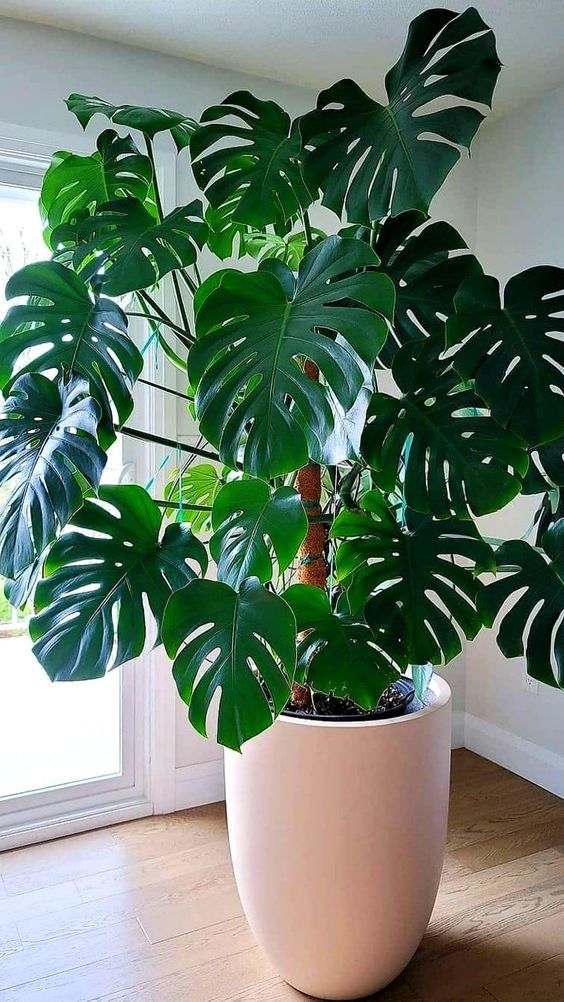 erros comuns ao cuidar de plantas em casa