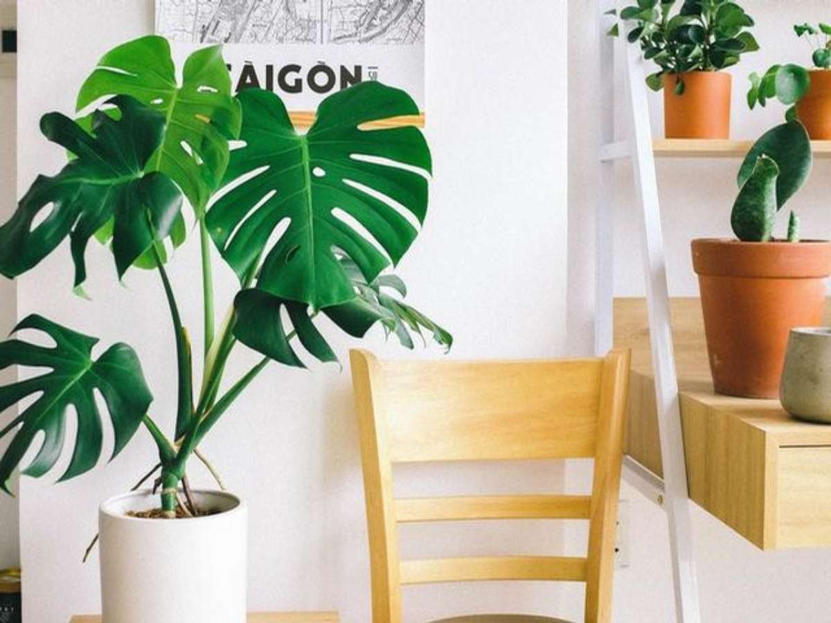 zamioculca vs espada de sao jorge