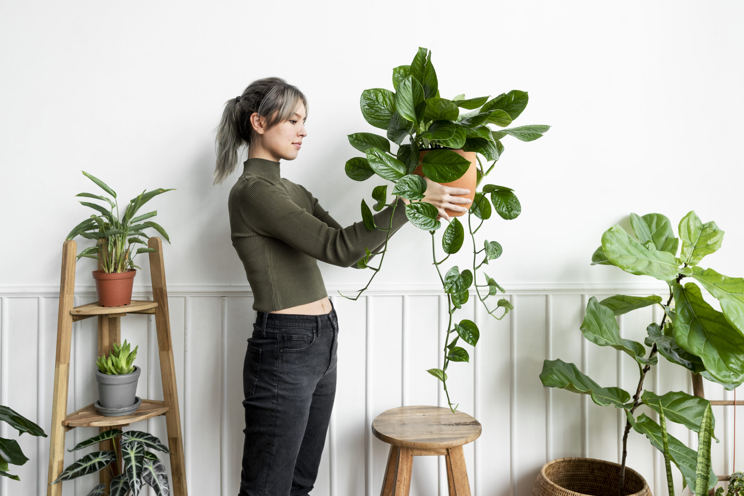 melhores plantas para apartamento pequeno