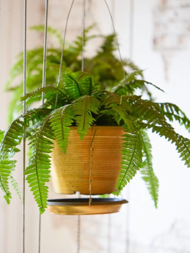 zamioculca vs espada de sao jorge