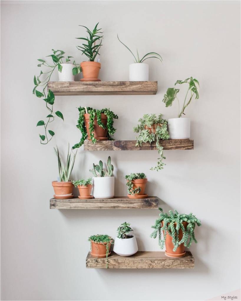 plantas para ter em casa