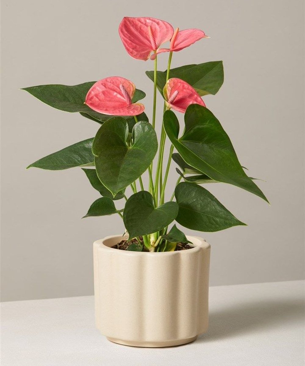 melhores plantas para apartamento pequeno