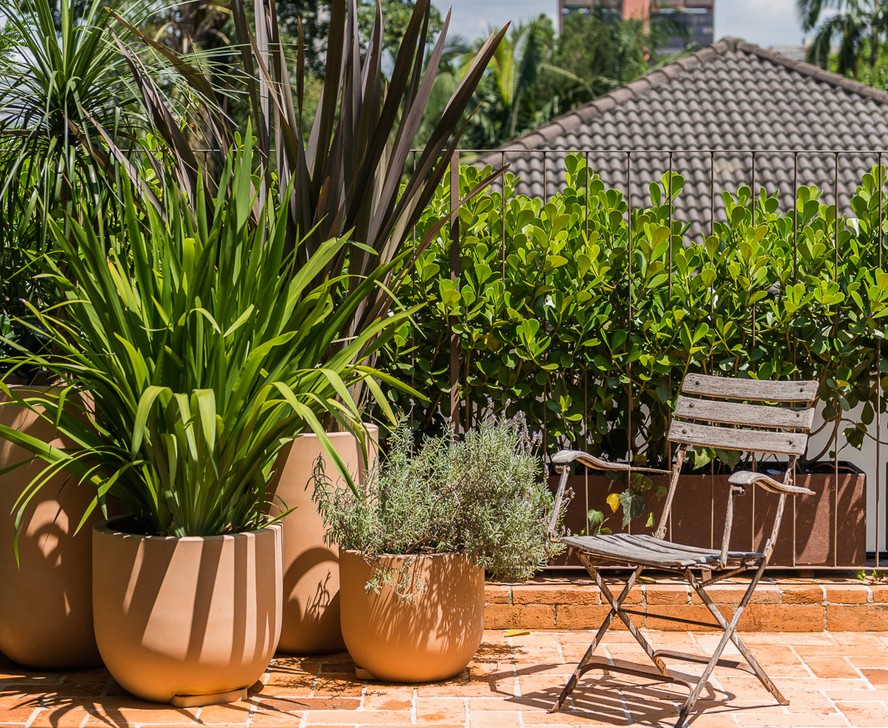 plantas para vasos pequenos