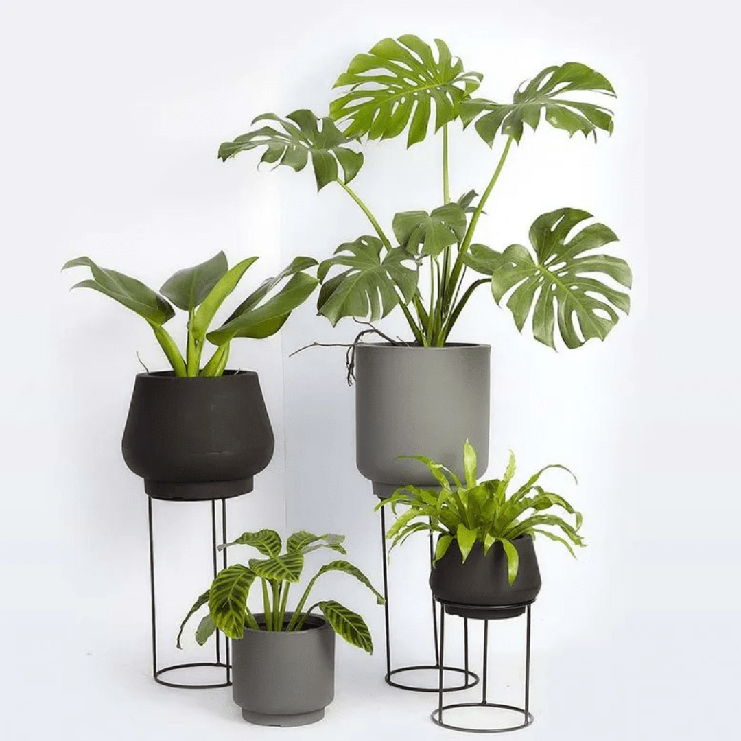 plantas purificadoras de ar para vasos