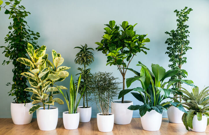vasos para plantas