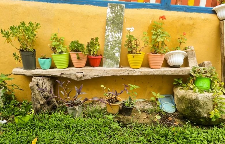 plantas para vasos pequenos