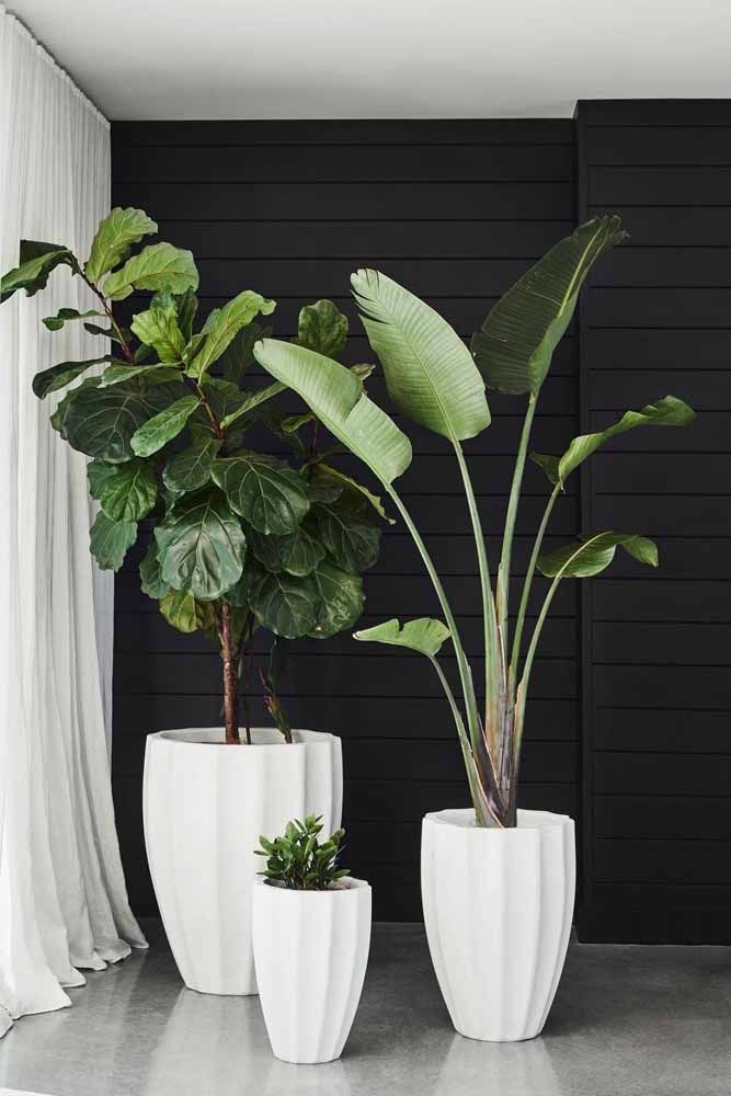 plantas para vasos com pouca luz