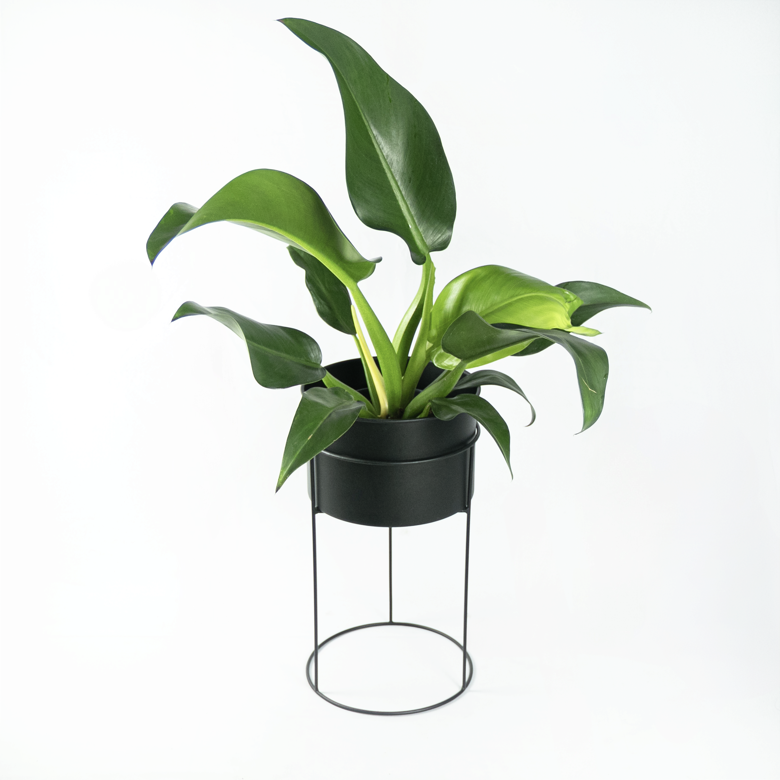 plantas para vasos com sol pleno