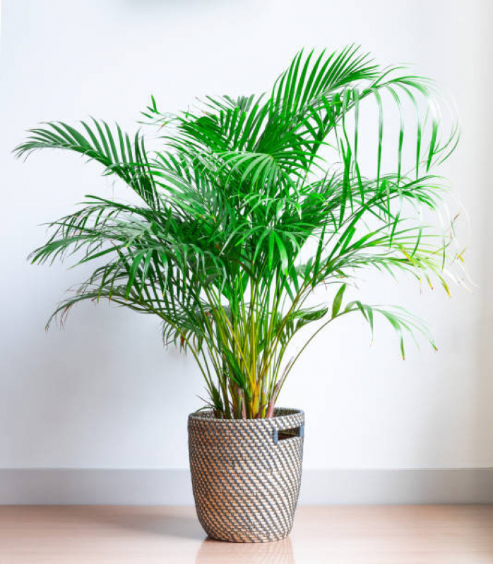 plantas para vasos com pouca luz