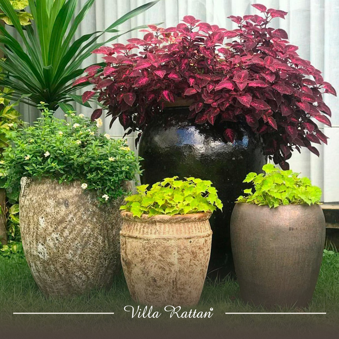 plantas pendentes para vasos