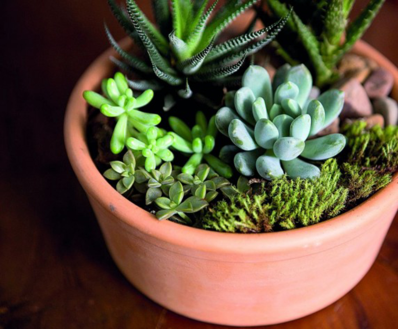 plantas trepadeiras para vasos