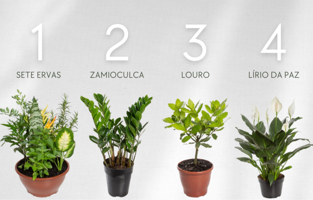 plantas para atrair dinheiro