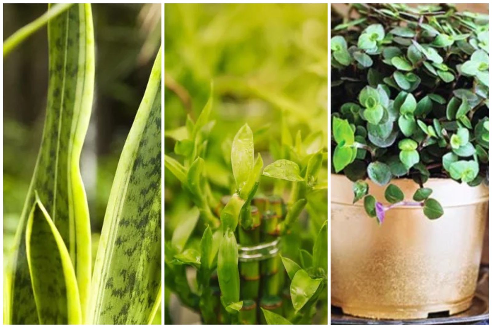plantas feng shui prosperidade