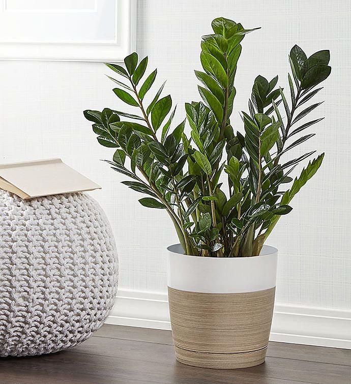 plantas feng shui prosperidade