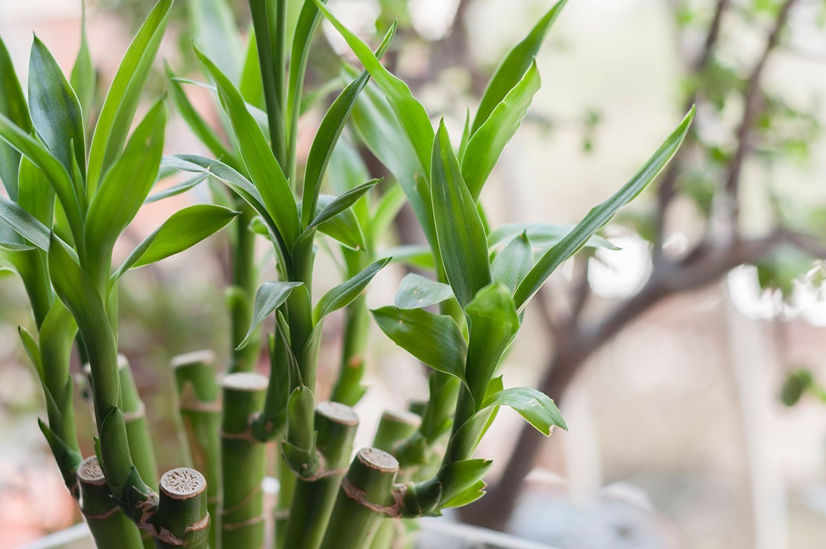 como usar plantas para atrair riqueza