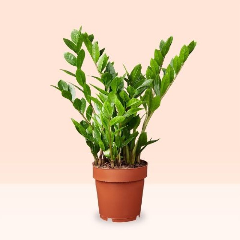 melhores plantas para o lado sudeste da casa