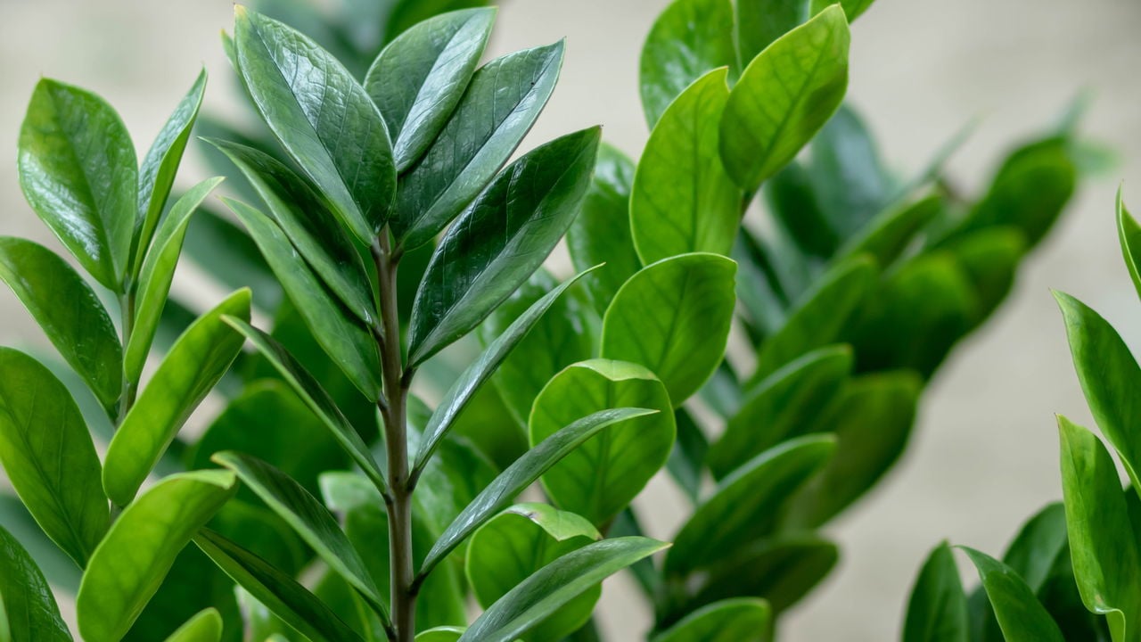 plantas que trazem boa sorte e energia positiva
