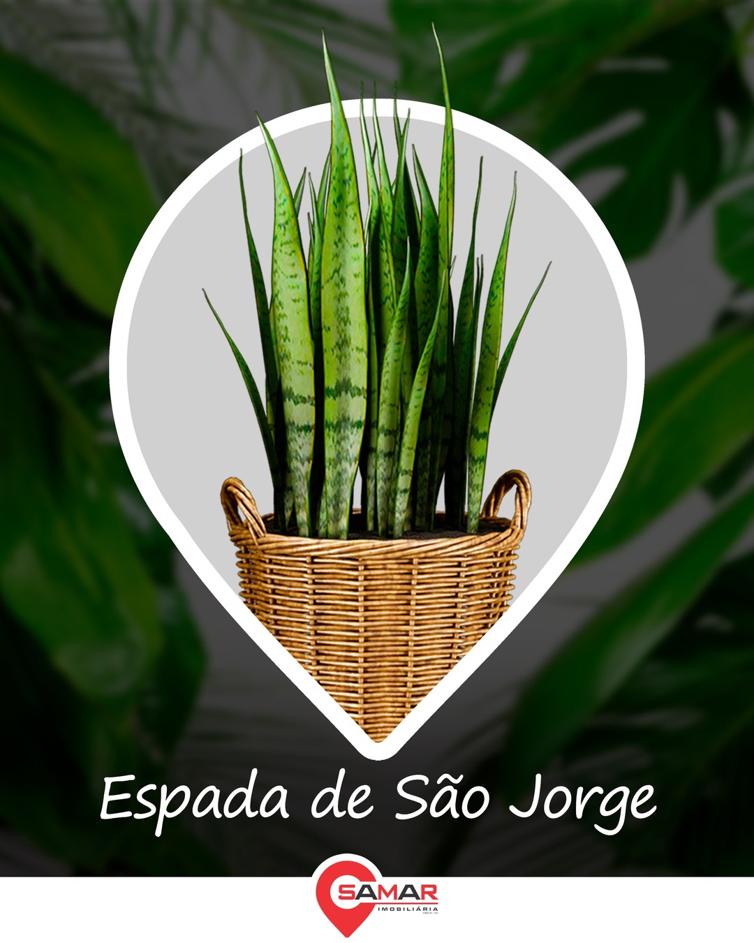 plantas para escritório feng shui