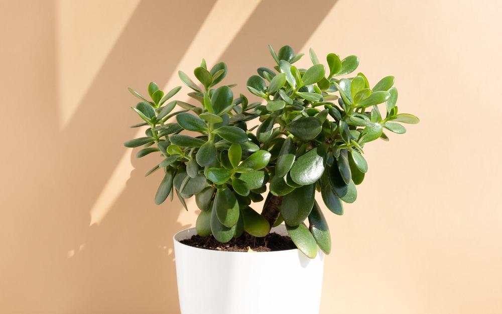 plantas pendentes para atrair dinheiro